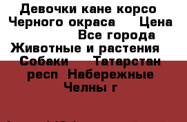 Девочки кане корсо. Черного окраса.  › Цена ­ 65 000 - Все города Животные и растения » Собаки   . Татарстан респ.,Набережные Челны г.